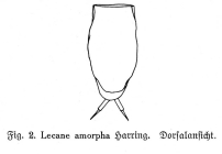 Lecane amorpha