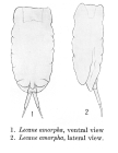 Lecane amorpha