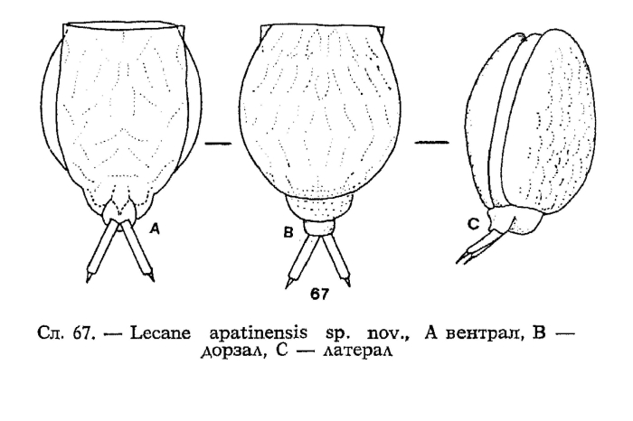 Lecane apatinensis - Original description image