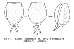 Lecane apatinensis