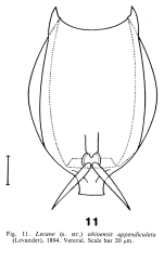 Lecane appendiculata