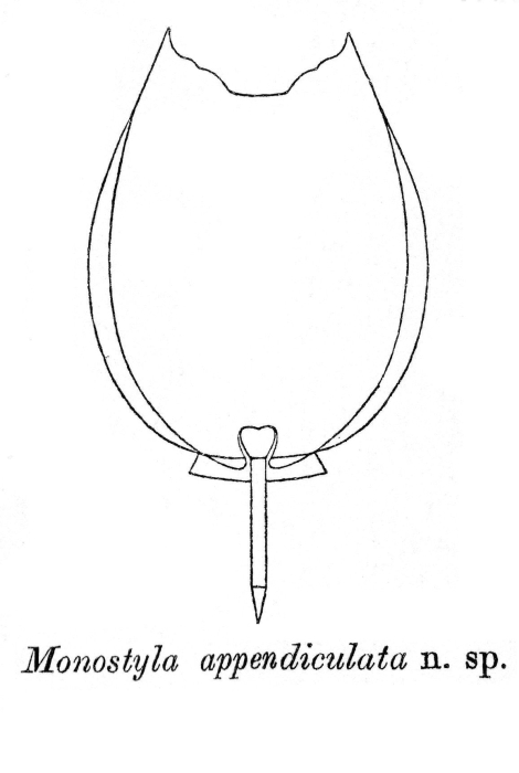 Lecane appendiculata - Original description image