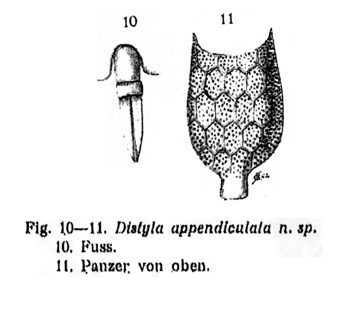 Lecane appendiculata - Original description image
