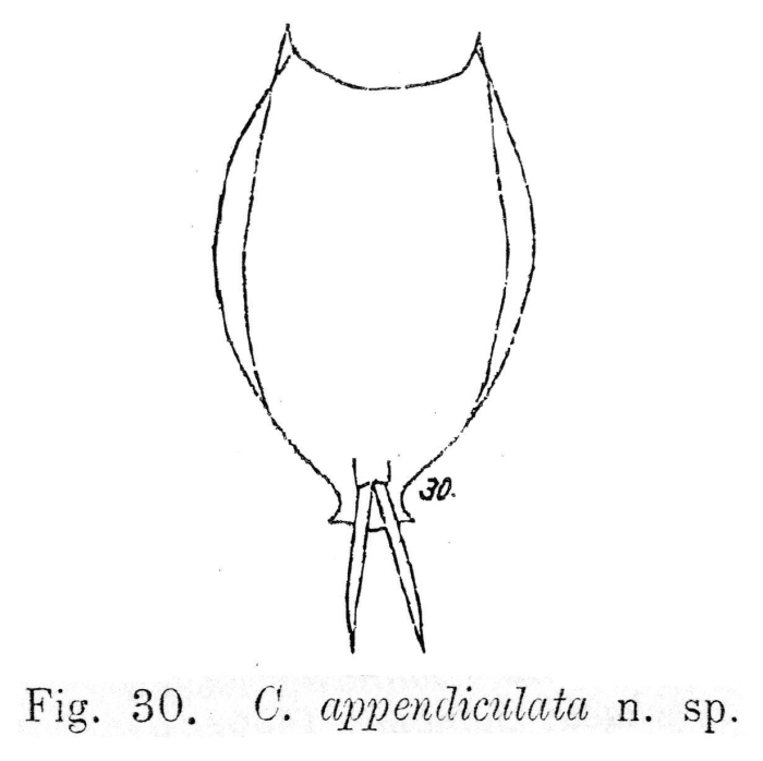 Lecane appendiculata - Original description image