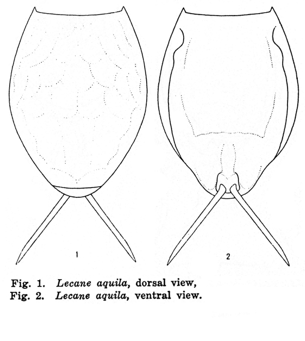 Lecane aquila - Original description image