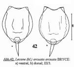 Lecane arcuata