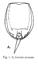 Lecane arcuata