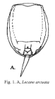 Lecane arcuata
