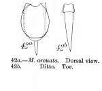 Lecane arcuata