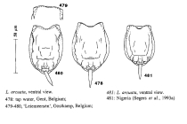 Lecane arcuata