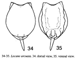 Lecane arcuata