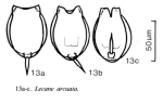 Lecane arcuata