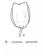 Lecane arcuata