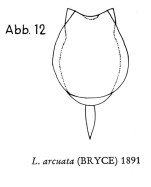 Lecane arcuata