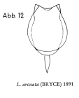 Lecane arcuata