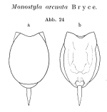Lecane arcuata