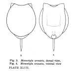 Lecane arcuata