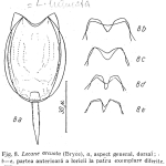 Lecane arcuata