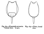 Lecane arcuata