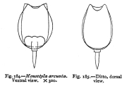 Lecane arcuata