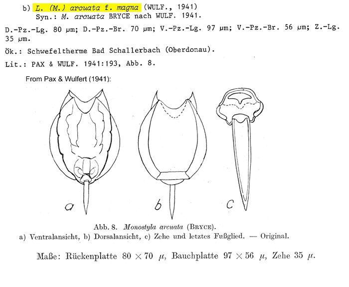 Lecane arcuata f. magna - Original description image