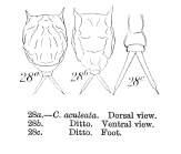 Lecane arcula