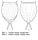 Lecane arcula