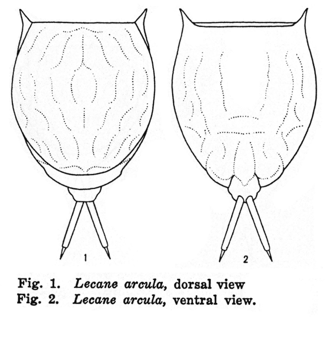Lecane arcula