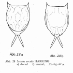 Lecane arcula