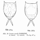 Lecane arcula