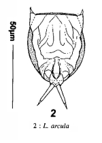 Lecane arcula