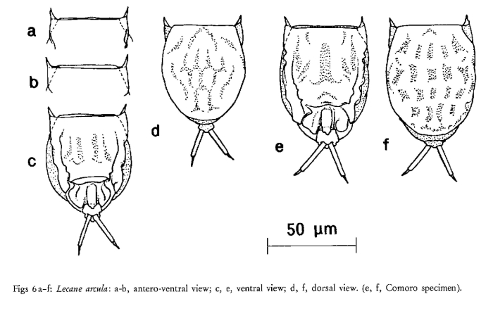 Lecane arcula Lecane arcula