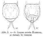 Lecane arcula
