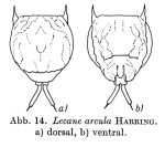 Lecane arcula