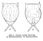 Lecane arcula