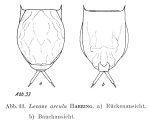 Lecane arcula