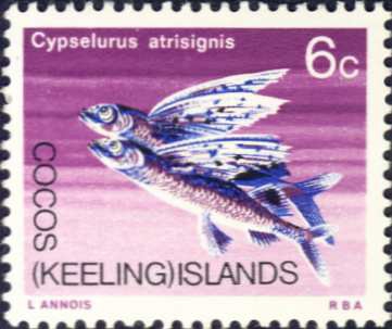 Cypselurus atrisignis