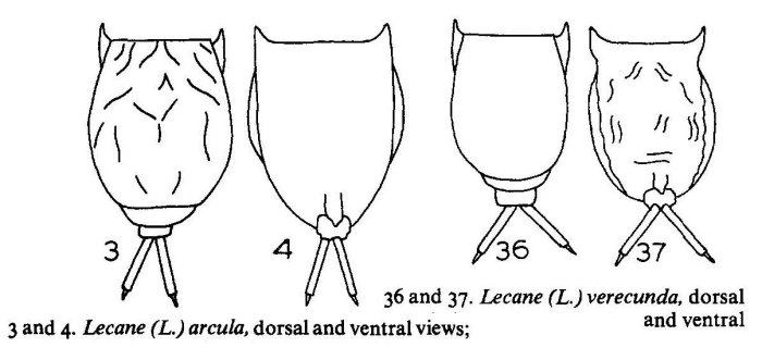 Lecane arcula