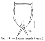 Lecane arcula