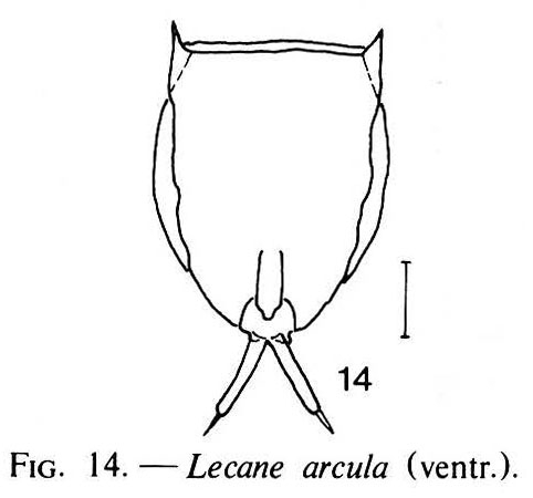 Lecane arcula Lecane arcula