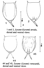Lecane arcula