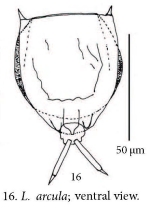 Lecane arcula