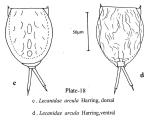 Lecane arcula