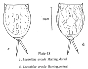 Lecane arcula