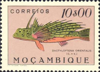 Dactyloptena orientalis Dactyloptena orientalis