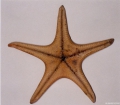 Echinodermata (echinoderms)