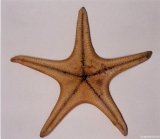 Pseudarchaster parelii (Den & Koren, 1846) 