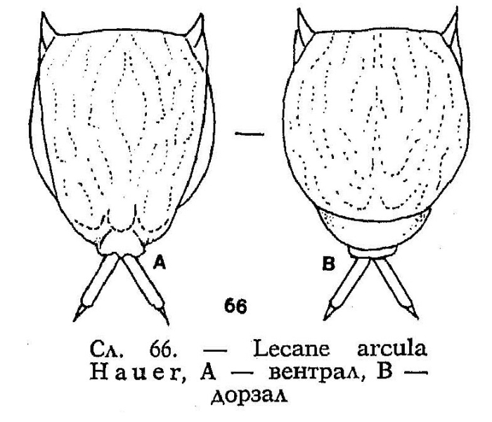 Lecane arcula Lecane arcula