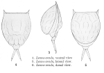 Lecane arcula