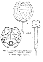 Lecane armata
